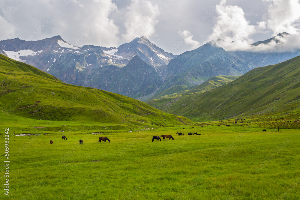 Horses graze on the mountain pasture.