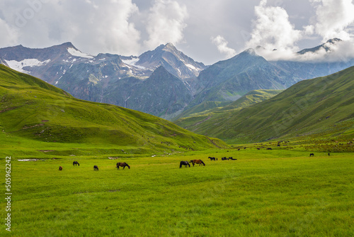Horses graze on the mountain pasture. © Sergei