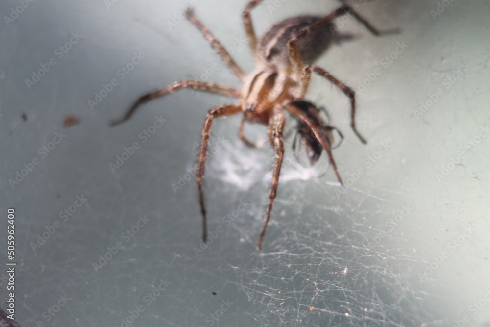 Obraz premium Spider on the web