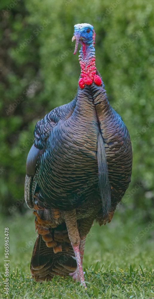 Male toms online