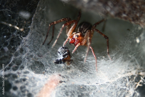 Canvastavla Spider on the web