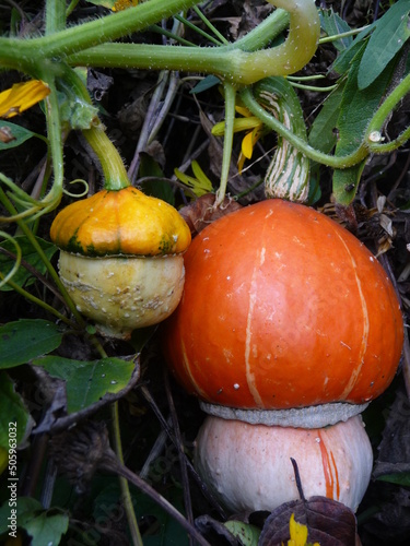 Pumpkin on the grass