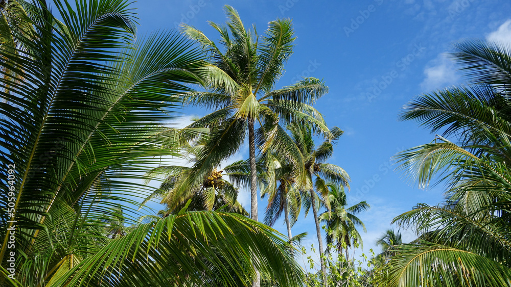 tropical views, palms 