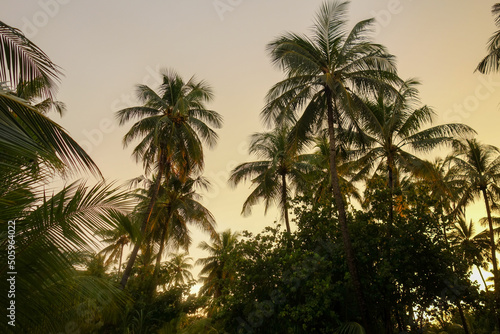 tropical views  palms 