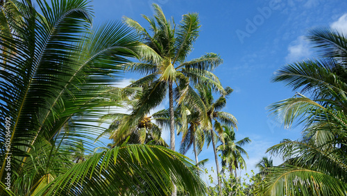 tropical views  palms 