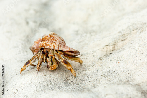 Hermit Crab in a screw shell.
