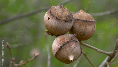 Oak Gall caused by gall wasp (Andricus quercustozae) - (4K) photo