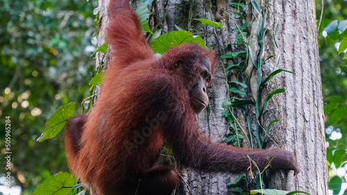Orangutan hanging in a tree in the Kinabatangan national sanctuary near Sandakan. 