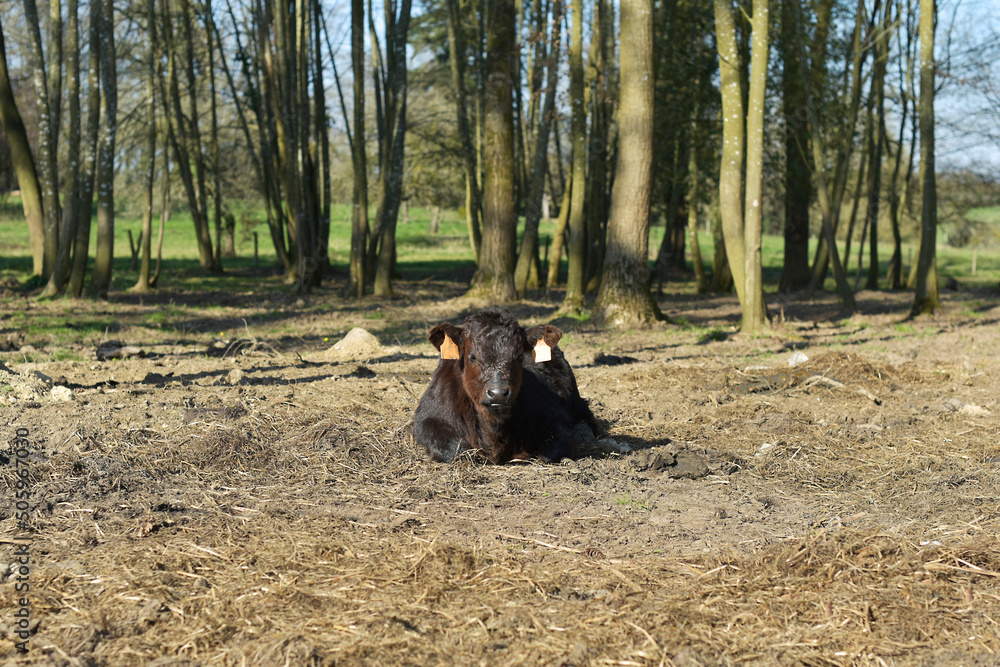 vache salers vache salers