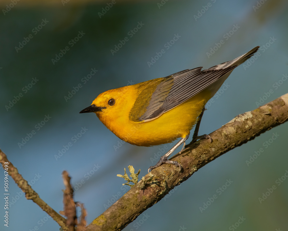 Prothonotary Warbler Prothonotary Warbler