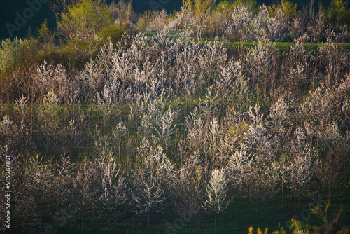 Primavera in Emilia Romagna photo