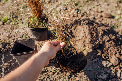 Planting bronze hair sedge into soil. Gardener plants leatherleaf carex in ground in spring garden. photo