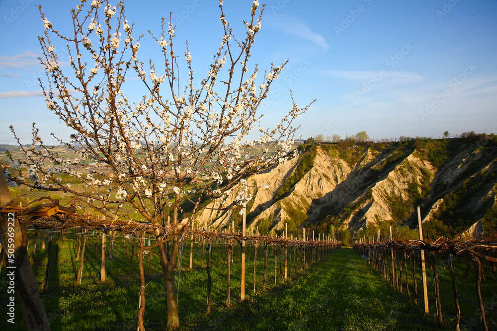 Fototapeta premium Paesaggio di primavera in Emilia Romagna