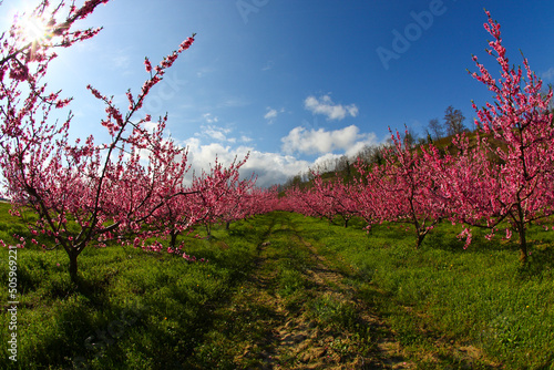 Paesaggio di primavera in Emilia Romagna photo