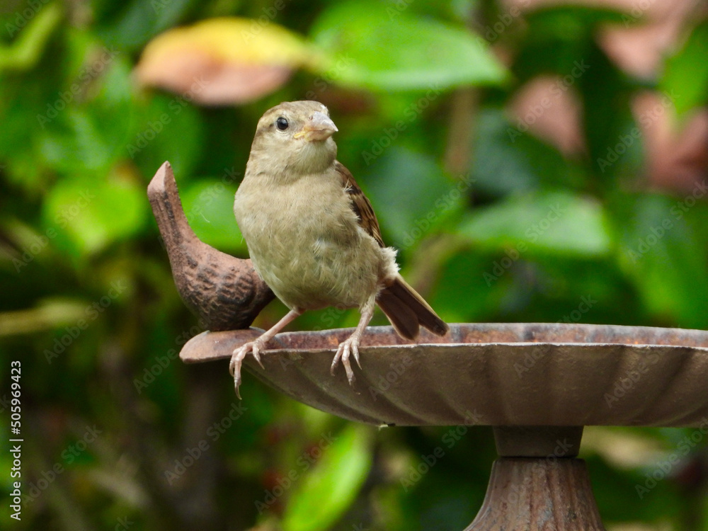 Sparrow on a bird bath Sparrow on a bird bath