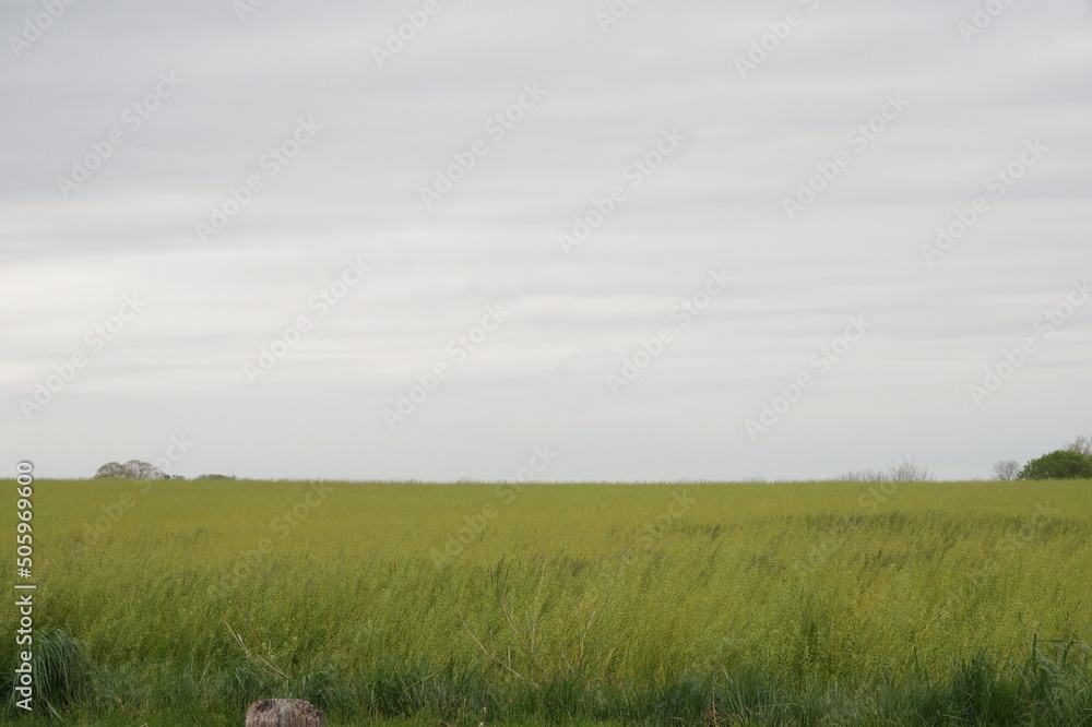 Field of Bright Green Young Grass and Sky with Room for Text