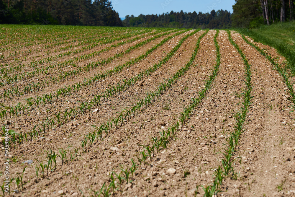 Maize seedling in the agricultural field. Small shoots of corn plants in spring. Green rows of new seedlings Maize seedling in the agricultural field. Small shoots of corn plants in spring. Green rows of new seedlings