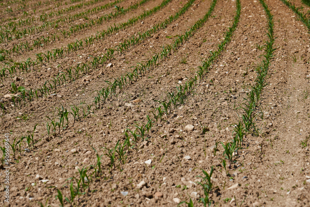 Maize seedling in the agricultural field. Small shoots of corn plants in spring. Green rows of new seedlings Maize seedling in the agricultural field. Small shoots of corn plants in spring. Green rows of new seedlings