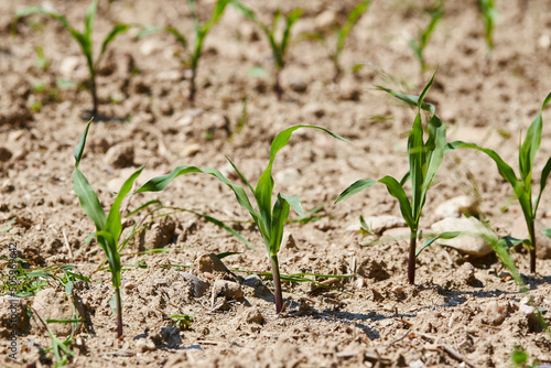 Maize seedling in the agricultural field. Small shoots of corn plants in spring. Green rows of new seedlings