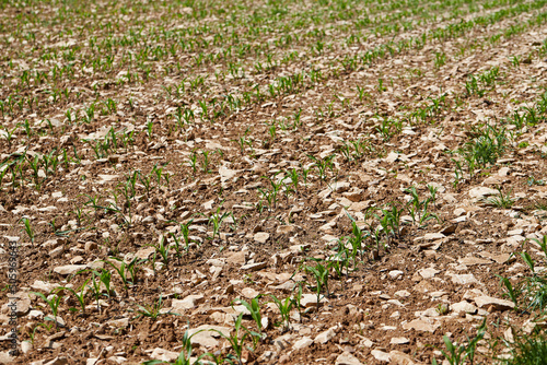 Maize seedling in the agricultural field.  Small shoots of corn plants in spring. Green rows of new seedlings