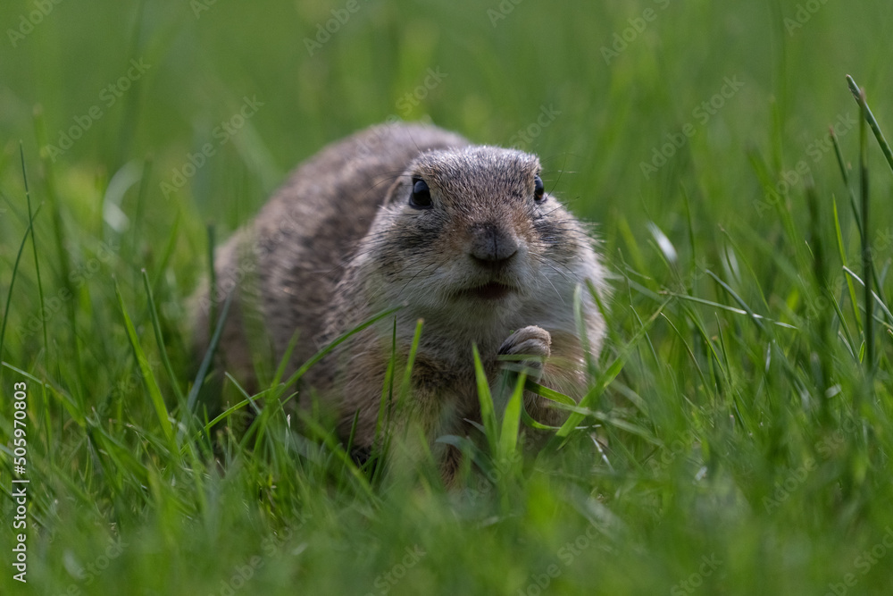 The European ground squirrel (Spermophilus citellus) The European ground squirrel (Spermophilus citellus)