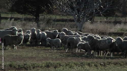 Flock of Sheep in Rural Farm in Gaiman, Patagonia, Argentina.   photo