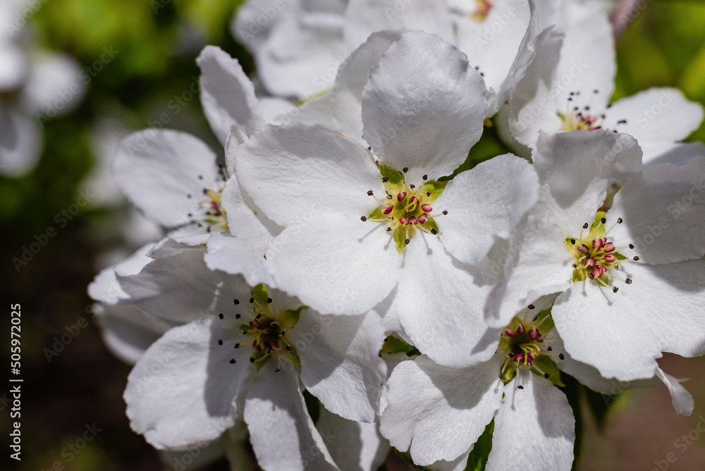 Close up bright white pear blossoms in spring. Close up bright white pear blossoms in spring.