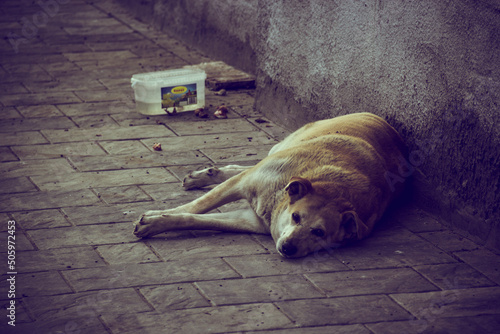 Homeless dog sleeping on the street