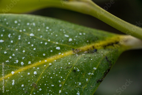 mangrove leafs macro
