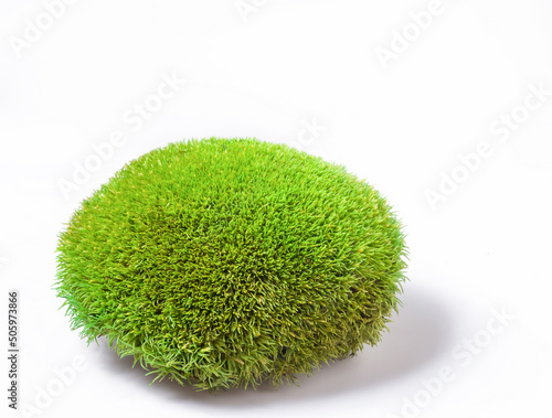 Green tuft leucobryum moss on white background. Pincushion grow natural mosses for garden or home decor photo