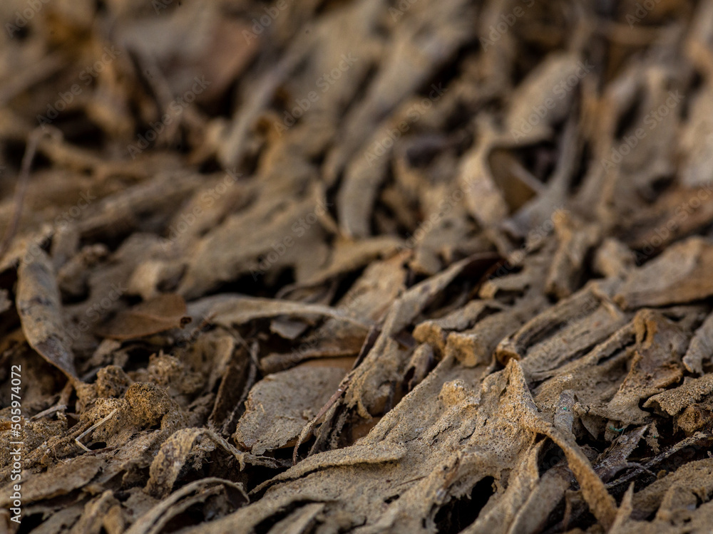 dry mangrove plant dry mangrove plant