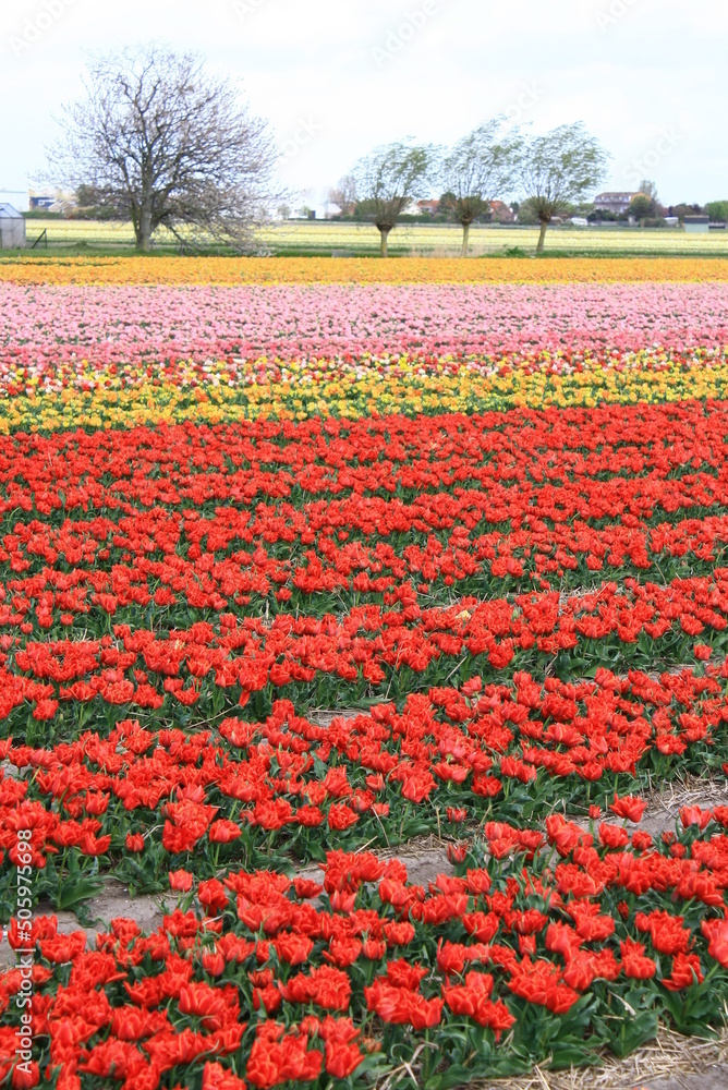 Field of colorful tulips during spring, Netherlands