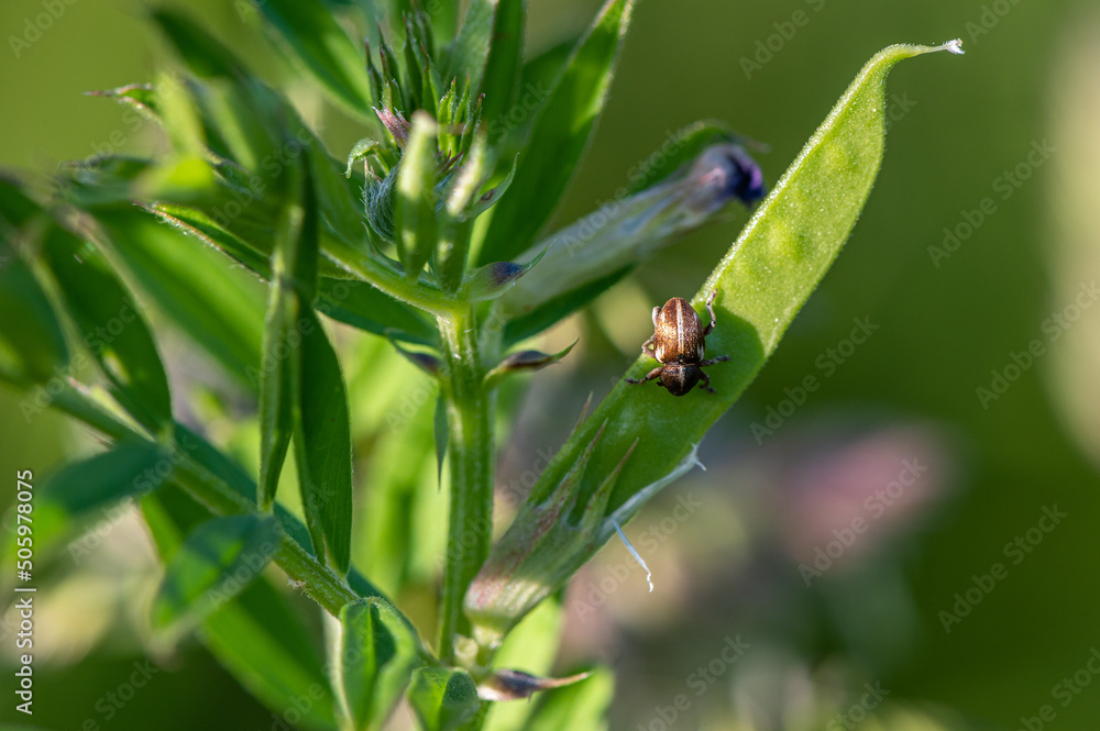 Tychius quinquepunctatus - Phyllobius quinquepunctatus - Charencon des gousses de vesce Tychius quinquepunctatus - Phyllobius quinquepunctatus - Charencon des gousses de vesce