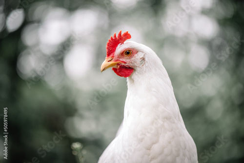 Fotografie Free range white chicken leghorn breed in summer garden