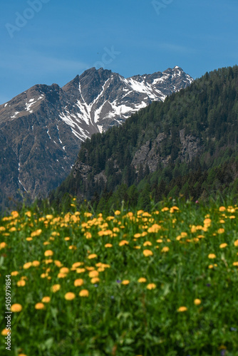 montagna estate fiori  © franzdell