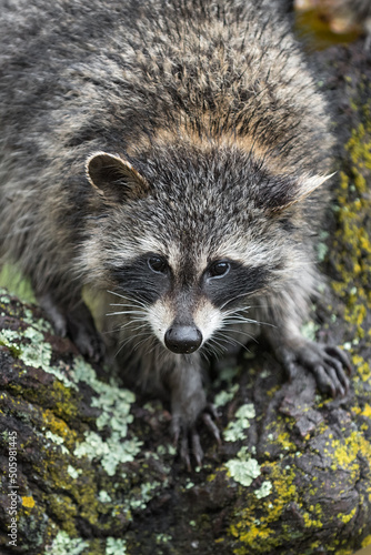 Raccoon (Procyon lotor) Looks Down Tree Autumn