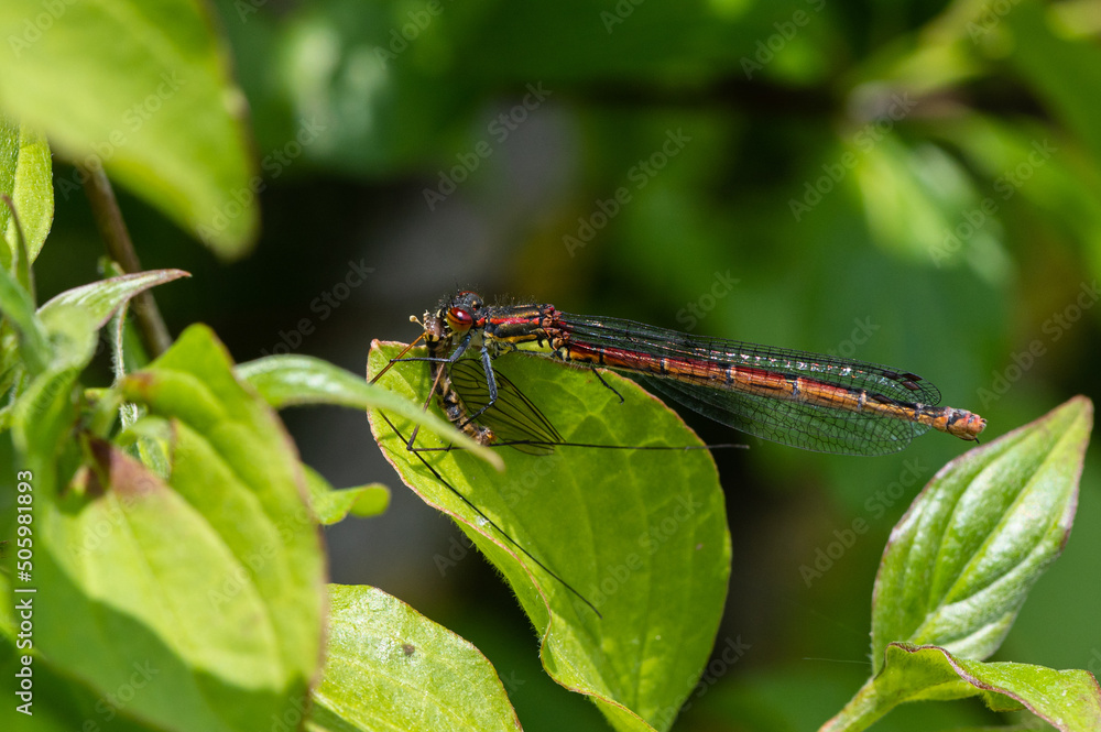 Pyrrhosoma nymphula - Large red damselfly - Nymphe au corps de feu - Agrion au corps de feu Pyrrhosoma nymphula - Large red damselfly - Nymphe au corps de feu - Agrion au corps de feu