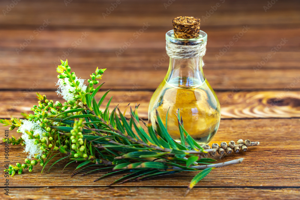 Fresh tea tree branch and essential oil on a wooden table. Tea tree oil (Melaleuca alternifolia) - obrazy, fototapety, plakaty 