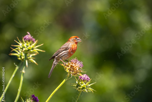 Cassin's Finch (Haemorhous cassinii) sits on a thistle.