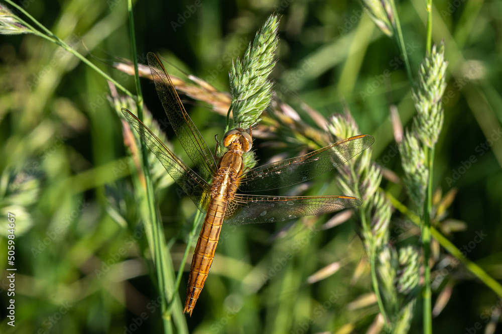 Crocothemis erythraea - Common Scarlet - Darter - Crocothémis écarlate Crocothemis erythraea - Common Scarlet - Darter - Crocothémis écarlate
