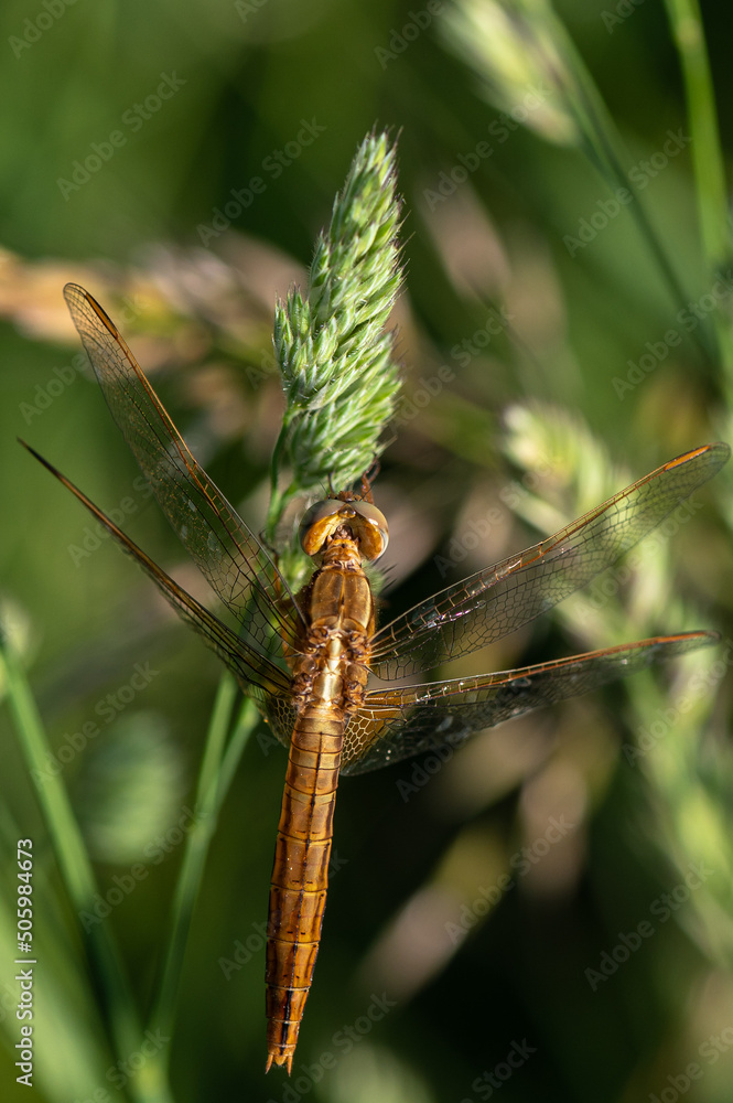 Fototapeta premium Crocothemis erythraea - Common Scarlet - Darter - Crocothémis écarlate