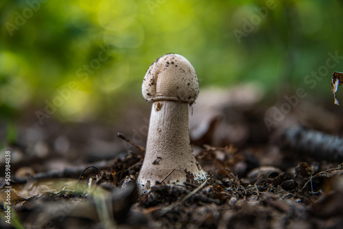 Mushroom close up