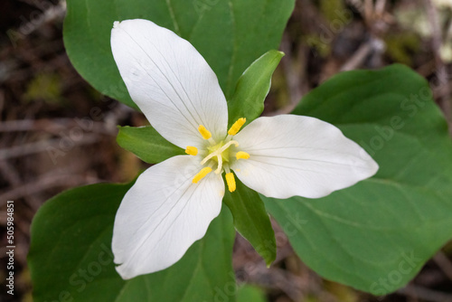 Single White Trillium Wildflower Bloom with Leaves