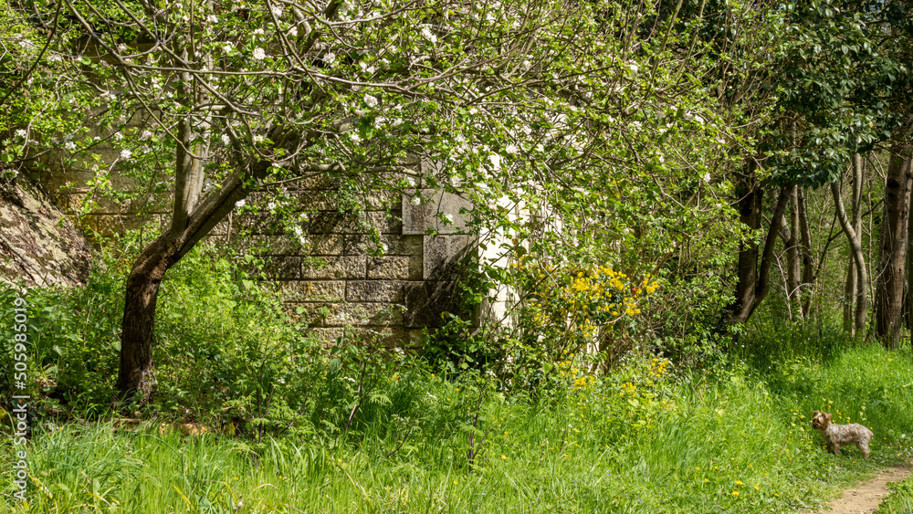 Stone construction, colonized by plants, on a sunny spring day, a small Yorkshire terrier dog on the path Stone construction, colonized by plants, on a sunny spring day, a small Yorkshire terrier dog on the path