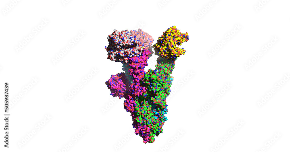 SARS-CoV-2 Omicron mutant spike protein bound to human ACE2 receptor
SARS-CoV-2 Omicron mutant spike protein bound to human ACE2 receptor