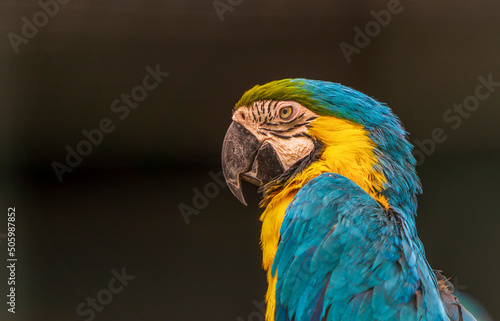 Blue-and-yellow macaw © William Huang