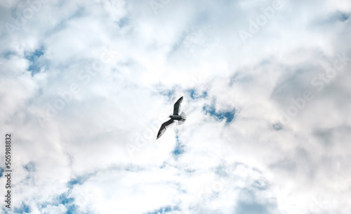 white seagull in flight. seagull flying in the sky 