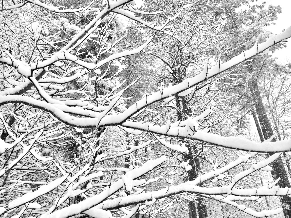 Black and White Snowy Forest Scene