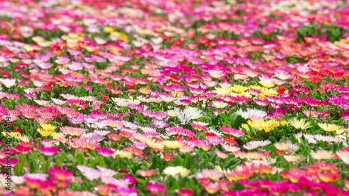 カラフルで美しいデージーの花