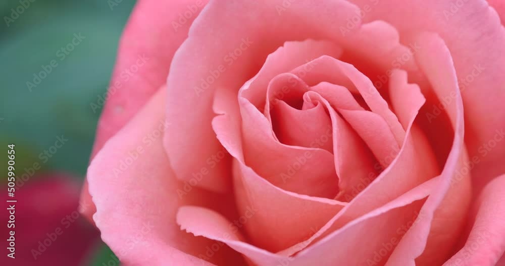 瑞々しいカラフルな満開の薔薇 瑞々しいカラフルな満開の薔薇